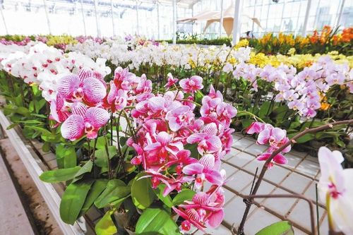 抖音電商發(fā)布產(chǎn)業(yè)帶發(fā)展報(bào)告 顏值變產(chǎn)值 直播帶火 鮮花經(jīng)濟(jì)