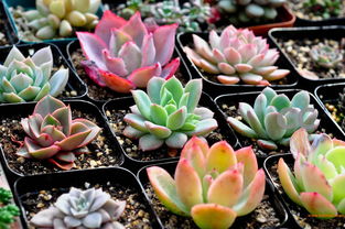 易種植美人梅,供應(yīng)江蘇品種好的美人梅,易種植美人梅,供應(yīng)江蘇品種好的美人梅生產(chǎn)廠家,易種植美人梅,供應(yīng)江蘇品種好的美人梅價(jià)格