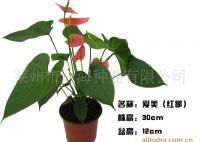 藝術花卉盆景 愛美[供應]_藝術花卉盆景 愛美價格_藝術花卉盆景 愛美廠家_世界工廠網產品信息庫