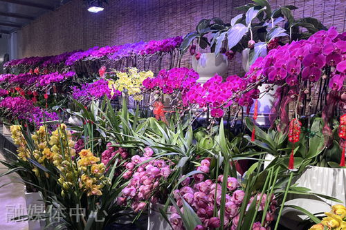 春節將至 我縣花卉市場 春意濃