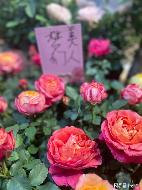 第二十六屆中國國際花卉園藝展覽會上的精品花卉圖片