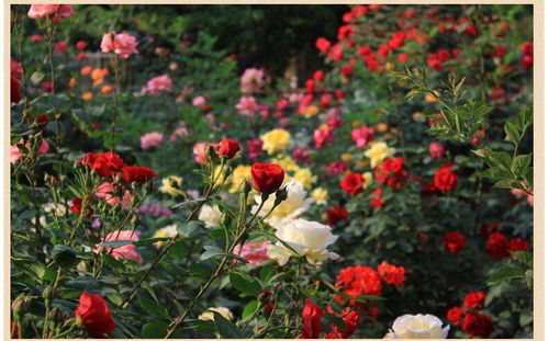 四季開花玫瑰花苗花卉盆栽綠植物室內花月季牡丹薔薇苗
