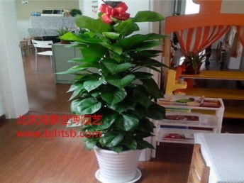 圖 北京海淀區(qū)綠植租賃花卉銷售公司 北京鮮花綠植